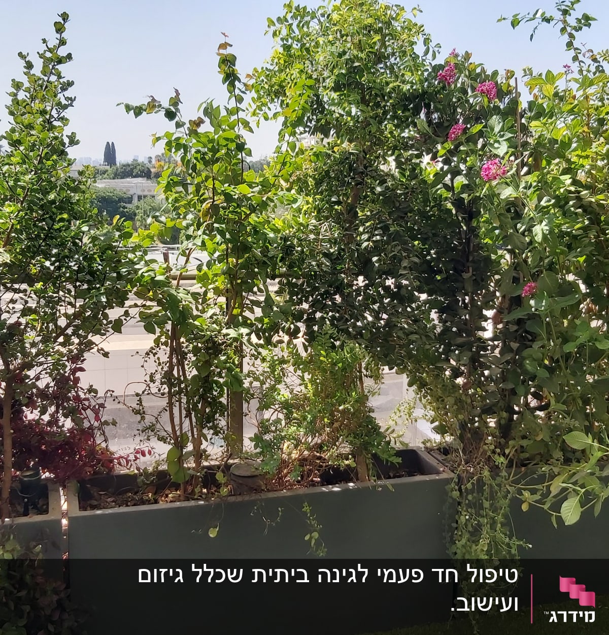 עציצים עם שיחים ירוקים ופרחים ורודים במרפסת